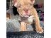 PoulaTo: Pitbull